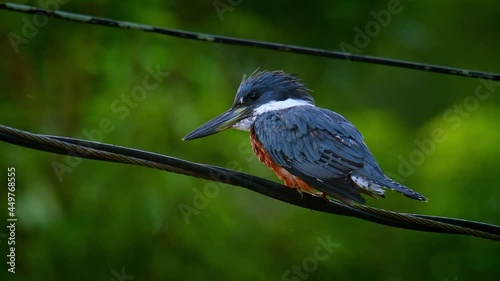 Ringed Kingfisher - Megaceryle torquata - large kingfisher bird sitting and hunting. Found along the Rio Grande valley in Texas through Central America to Tierra del Fuego in South America.  photo