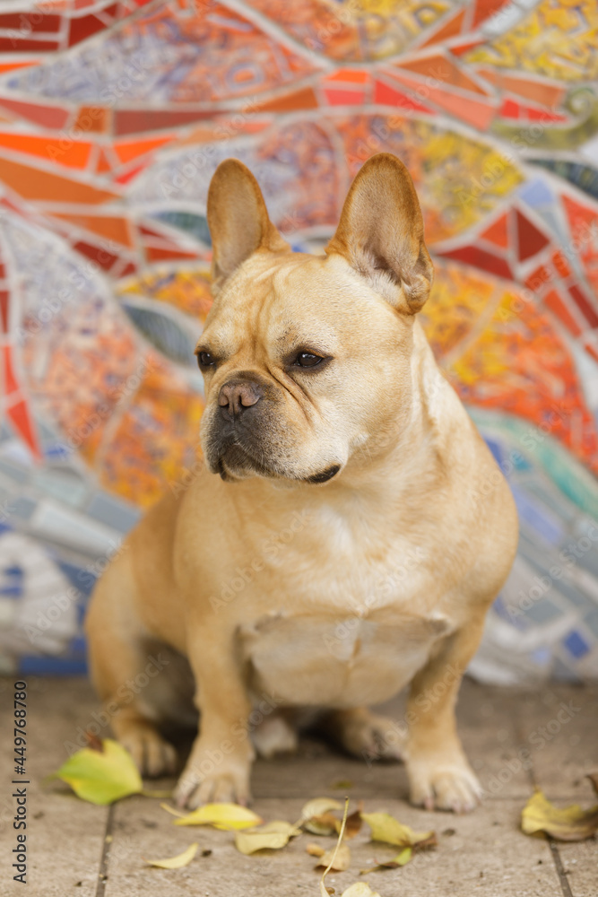 5-Years-Old Tan Male French Bulldog Sitting Against Mosaics Wall in San Francisco, California.