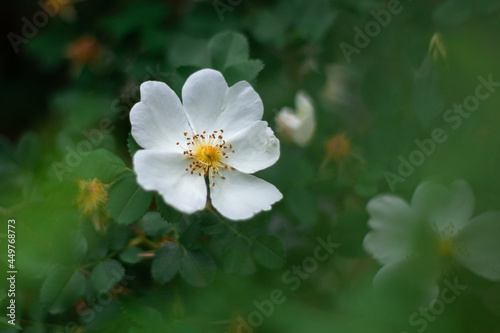 White wild rose flower in a dark green bush