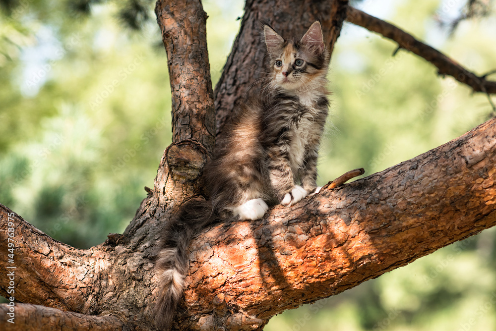 Lovely maine coon kitten sitting on a tree in a forest in summer. Lovely maine coon kitten sitting on a tree in a forest in summer.