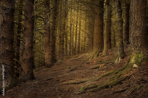Картината върху платно Forest Walk