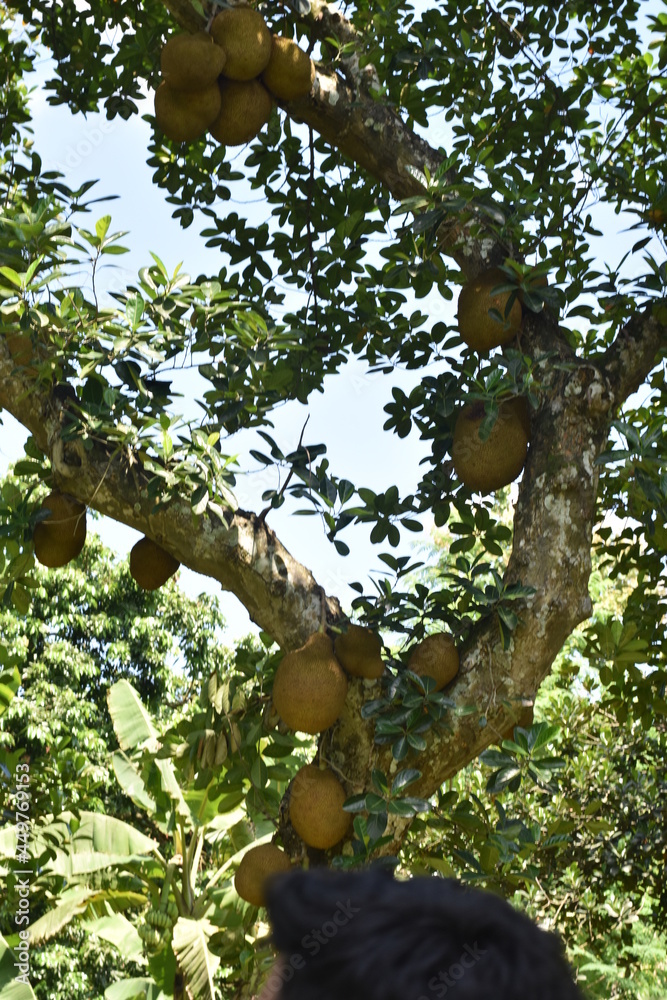 Fototapeta premium squirrel on tree