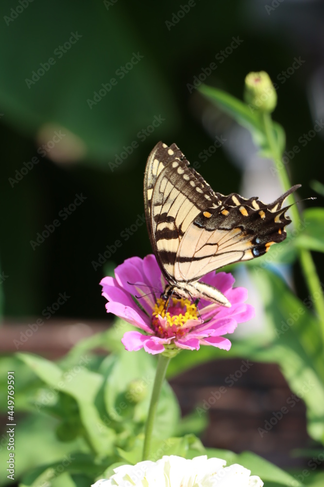 Naklejka premium Butterfly on Zinnia
