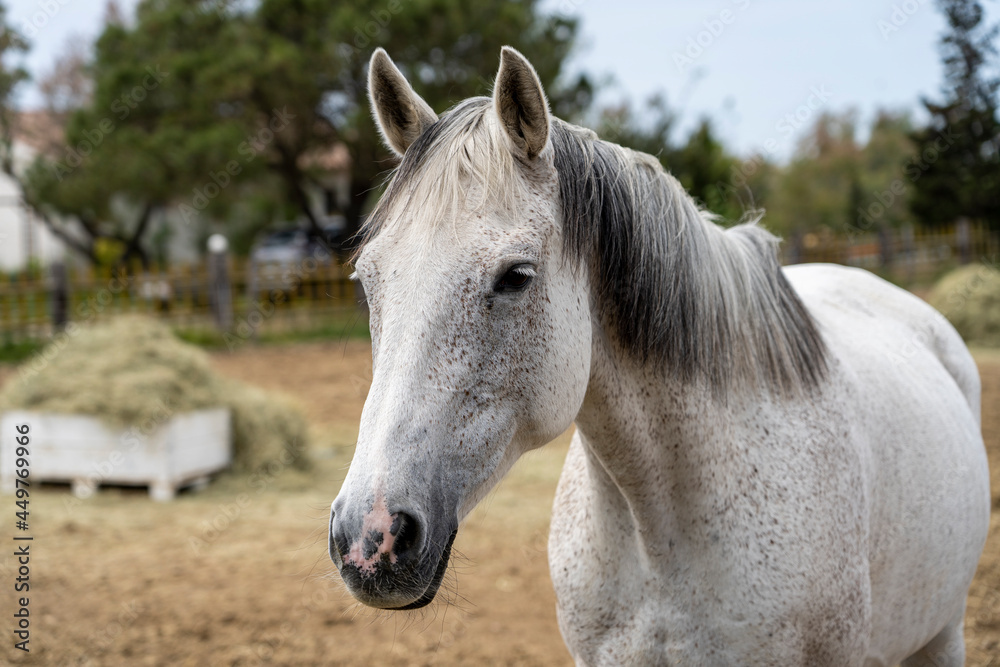 White horse of the Camargue breed, close-up. Camargue, France. White horse of the Camargue breed, close-up. Camargue, France.