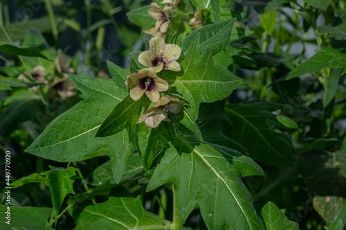 Canvas-taulu Hyoscyamus niger, commonly known as henbane, black henbane or stinking nightshade, is a plant that is poisonous in large quantities, in the family Solanaceae