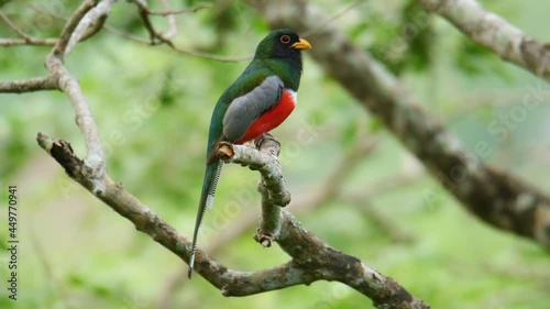 Elegant Trogon - Trogon elegans also Coppery-tailed t., bird in trogon family, ranging from Guatemala in the south as far north as New Mexico, red black and green bird sitting in the forest. photo