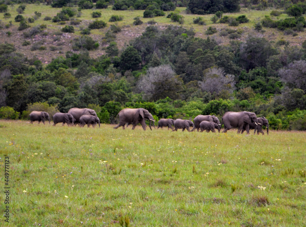 Fototapeta premium Elephant Herd