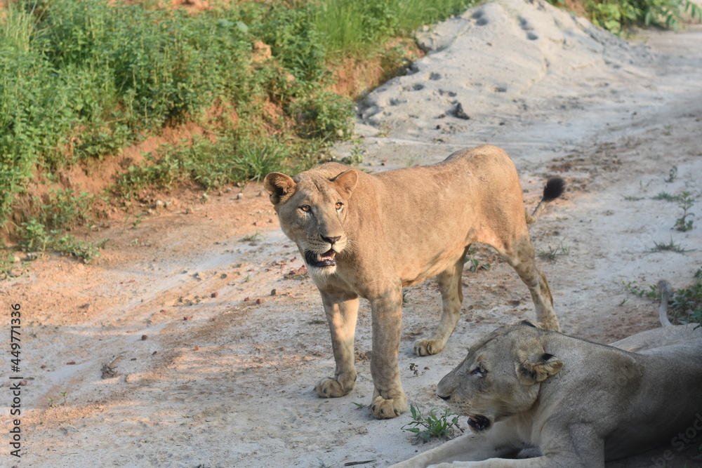 Naklejka premium bull and calf