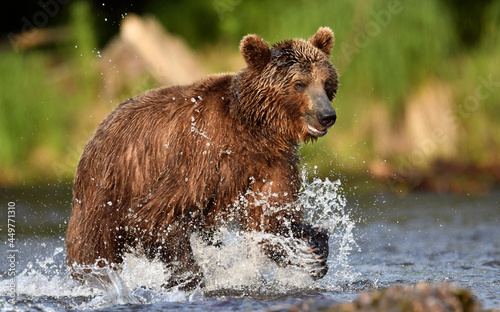 Brown bear running on the river and fishing for salmon. Brown bear chasing sockeye salmon at a river. Kamchatka brown bear, scientific name: Ursus Arctos Piscator. Natural habitat. Kamchatka, Russia.