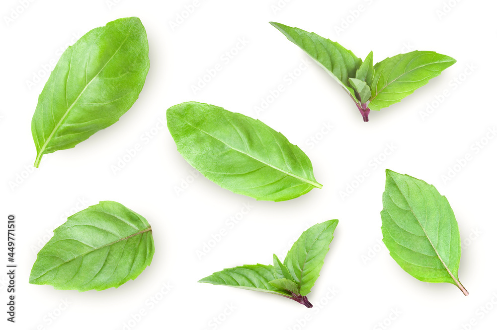 Green basil leaves isolated on white. Top view. Green basil leaves isolated on white. Top view.