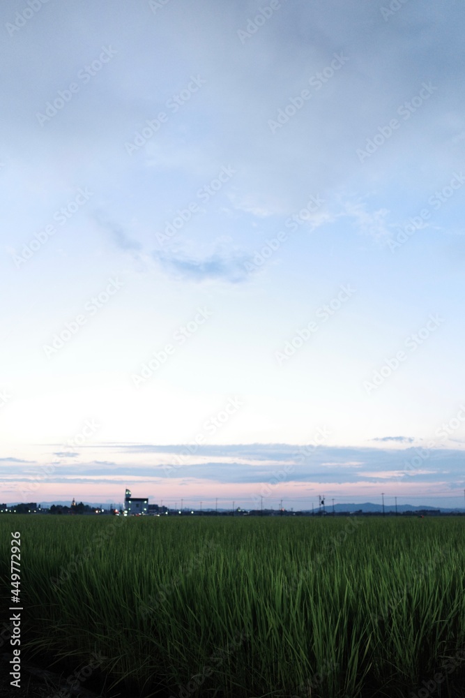 Fototapeta premium 夕焼けと田んぼ