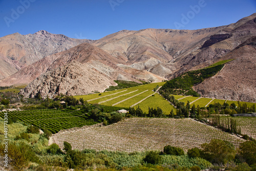 Pisco grapes growing in the beautiful Elqui Valley, Pisco Elqui, Chile photo