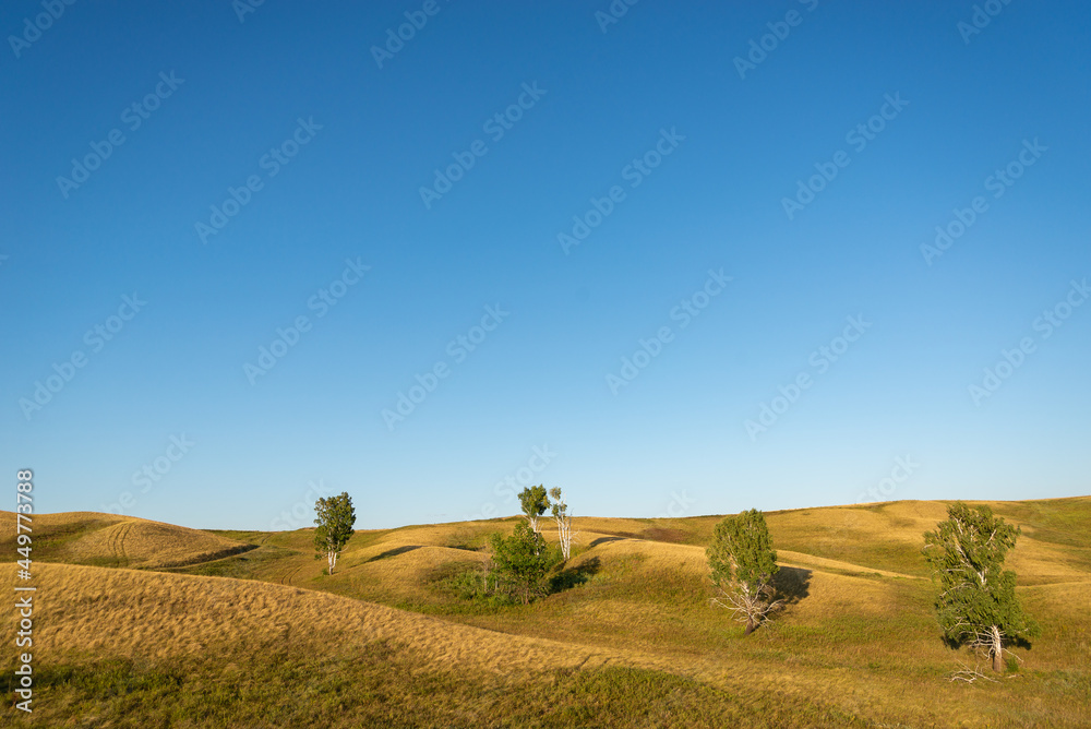 Trees on the hills in summer. Beautiful nature.