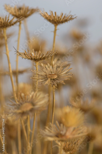 grass in the wind