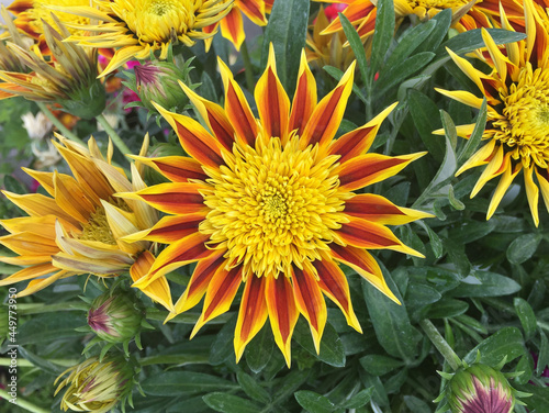 Closeup of blooming gazanias in a garden in the daylight