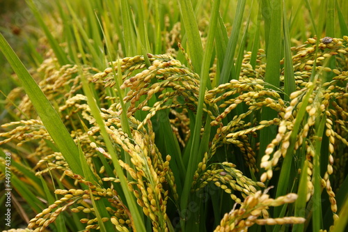 The autumn rice fields