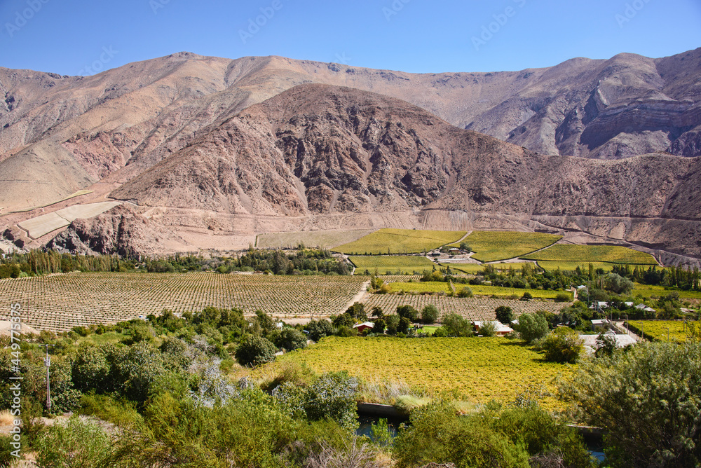 Pisco grapes growing in the beautiful Elqui Valley, Pisco Elqui, Chile
