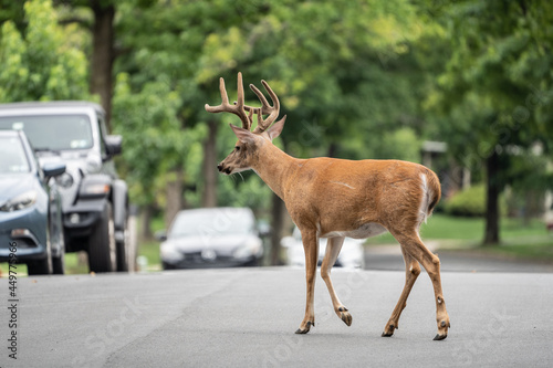 White-tailed Deer Buck Walking Across Suburban Street photo