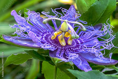 Passion flower
