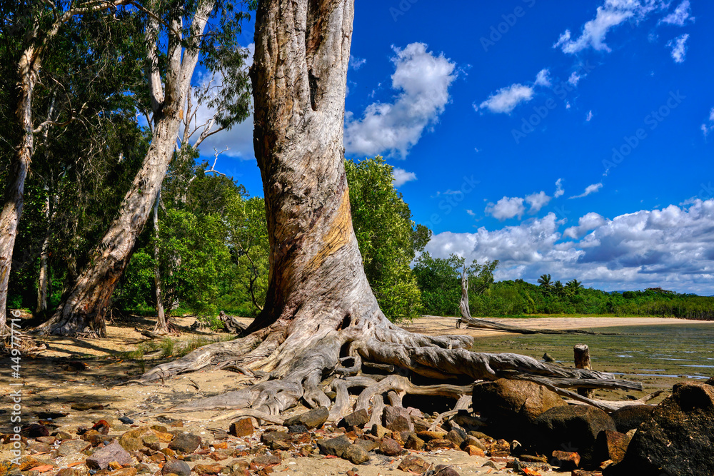 Paperbark trees on the beach shoreline