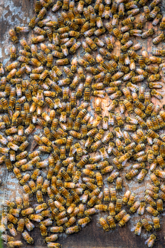 Small beekeeping farm in Mendocino, California. Small beekeeping farm in Mendocino, California.