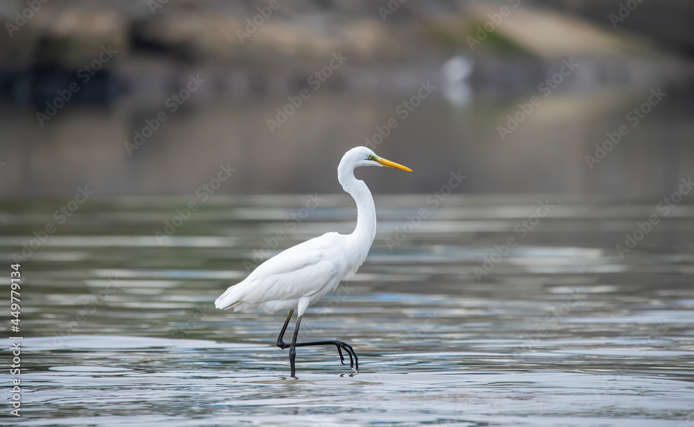 Egret Wading in shallow edge of lake looking for fish