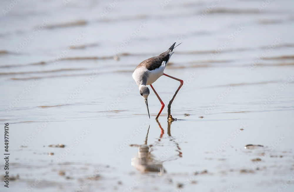 Obraz premium Black-Winged Stilt in Shallow Water (Himantopus himantopus) Wader Bird Stilt