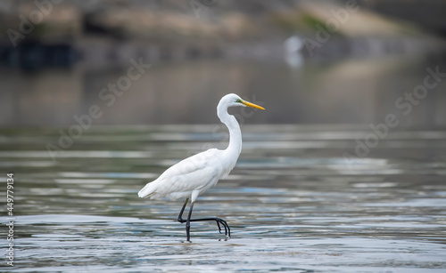 Egret Wading in shallow edge of lake looking for fish © xiaoliangge