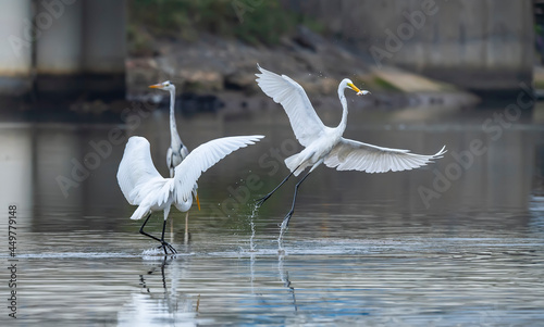 Egret Wading in shallow edge of lake looking for fish