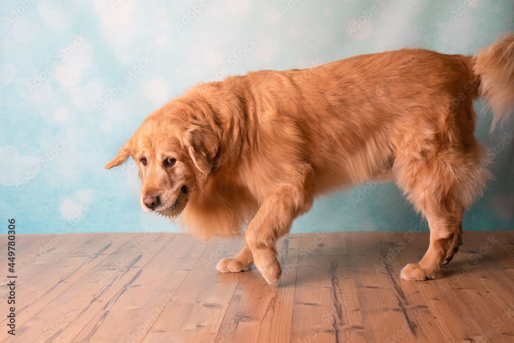 Golden Retriever playing with ball in mouth on blue heart background