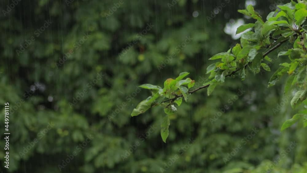 Tree branch with green leaves moving in heavy rain and wind. Daytime UK Hertfordshire Borehamwood Tree branch with green leaves moving in heavy rain and wind. Daytime UK Hertfordshire Borehamwood