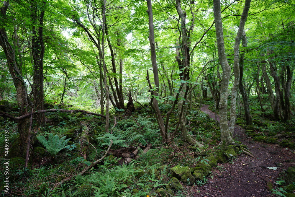 a fascinating summer forest in the sunlight a fascinating summer forest in the sunlight