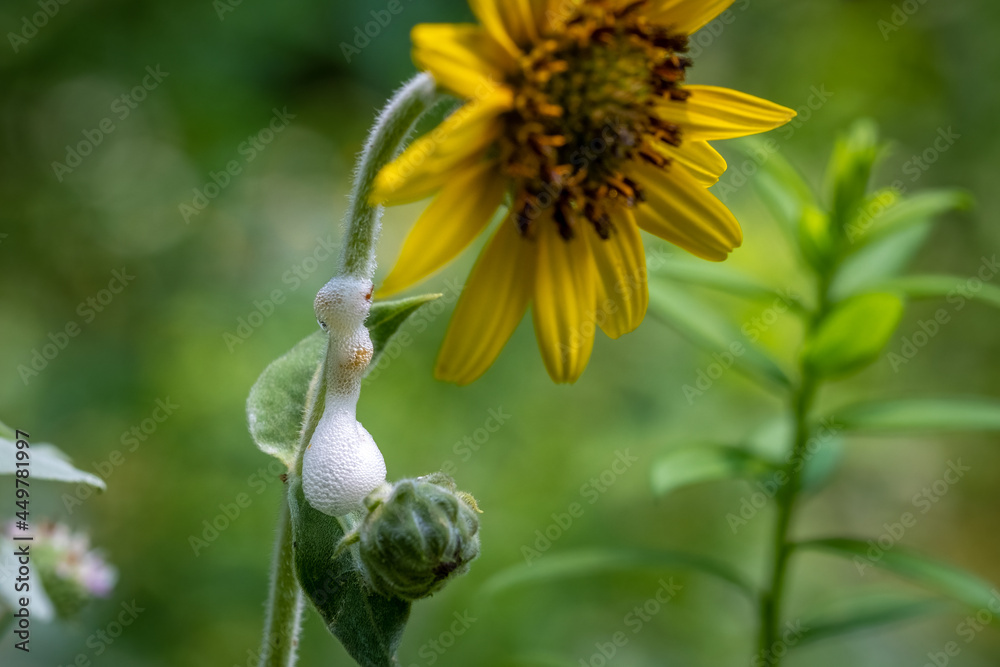 A frothy or foamy nest of a Meadow Spittlebug on on stem of flower. Raleigh, North Carolina. A frothy or foamy nest of a Meadow Spittlebug on on stem of flower. Raleigh, North Carolina.