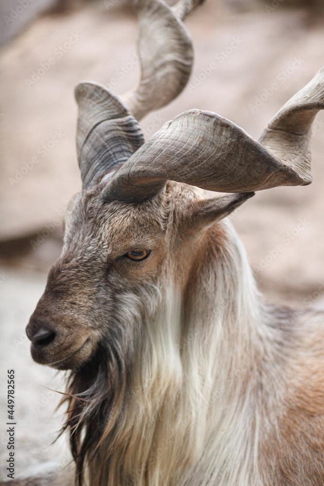 close up portrait of Markhor on rocks, wild life, vertical photo close up portrait of Markhor on rocks, wild life, vertical photo