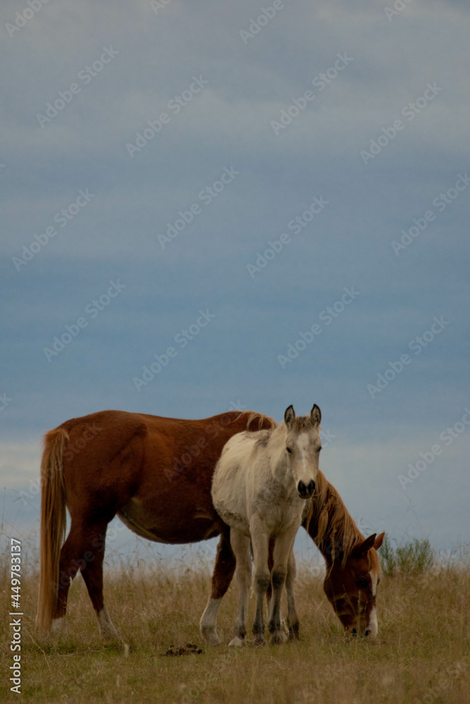 Fototapeta premium Two horses eating grass in the field