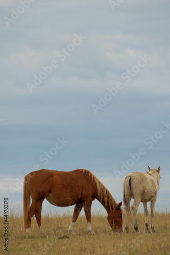 Two horses eating grass in the field