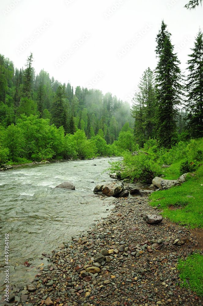 Obraz premium The rocky bank of a beautiful mountain river flowing through the summer forest after the rain.