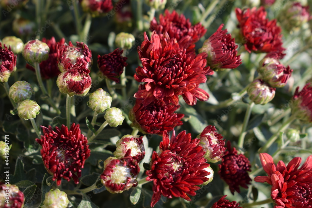 Horizontal Macro High Exposure Shot of Deep Red Mums Horizontal Macro High Exposure Shot of Deep Red Mums