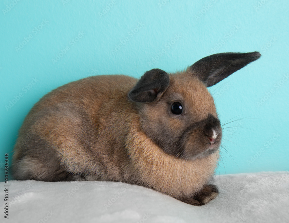 Fototapeta premium Brown baby bunny rabbit on blue background