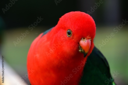 Male King Parrot © Binikins