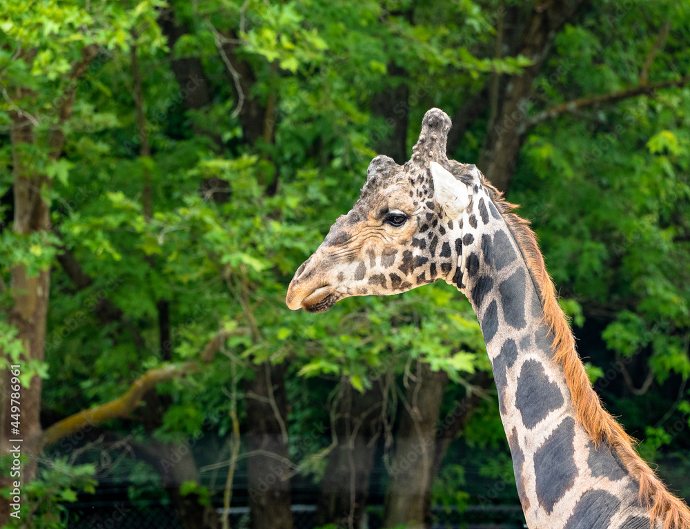Rothschild Giraffe as zoo specimen in Knoxville Tennessee. Rothschild Giraffe as zoo specimen in Knoxville Tennessee.