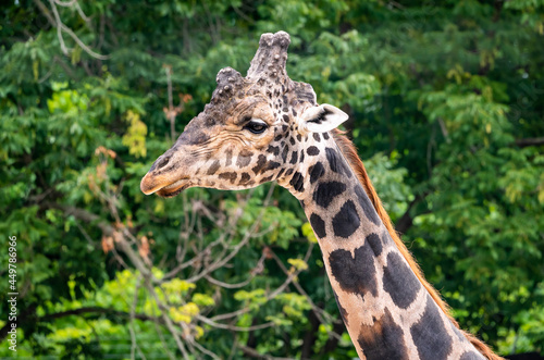 Rothschild Giraffe as zoo specimen in Knoxville Tennessee.