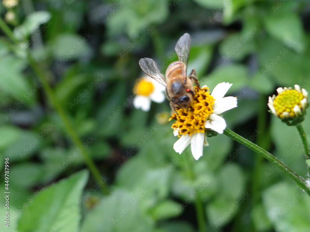 Abeja Abeja