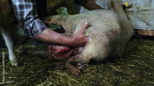 man gives birth to sheep. Livestock at farmland. Natural animal background in 4k resolution. mother sheep ewe gives birth to her lamb in a straw covered barn