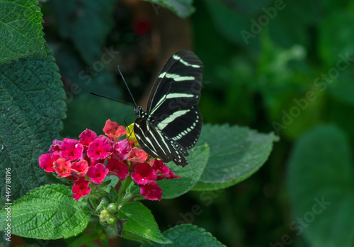 Zebra longwing butterfly in a garden, enjoys a little necter from a flower photo