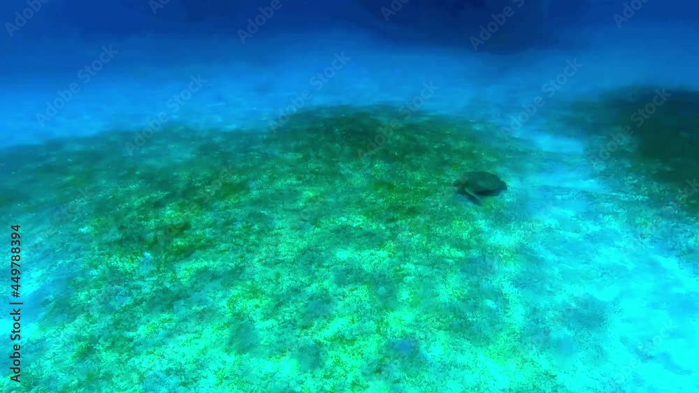 UNDERWATER - Green sea turtle, Buck Island, U.S. Virgin Islands, view from above UNDERWATER - Green sea turtle, Buck Island, U.S. Virgin Islands, view from above