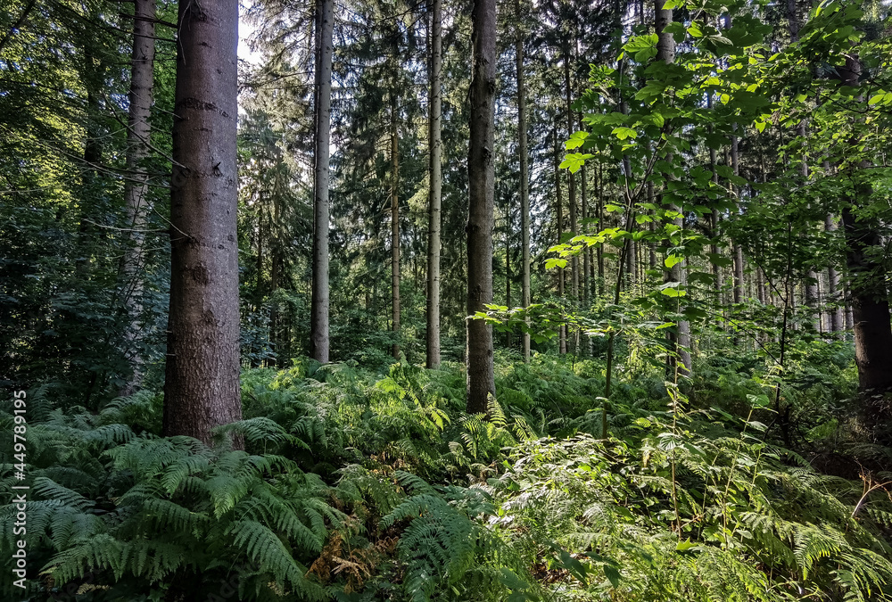 trees in the forest