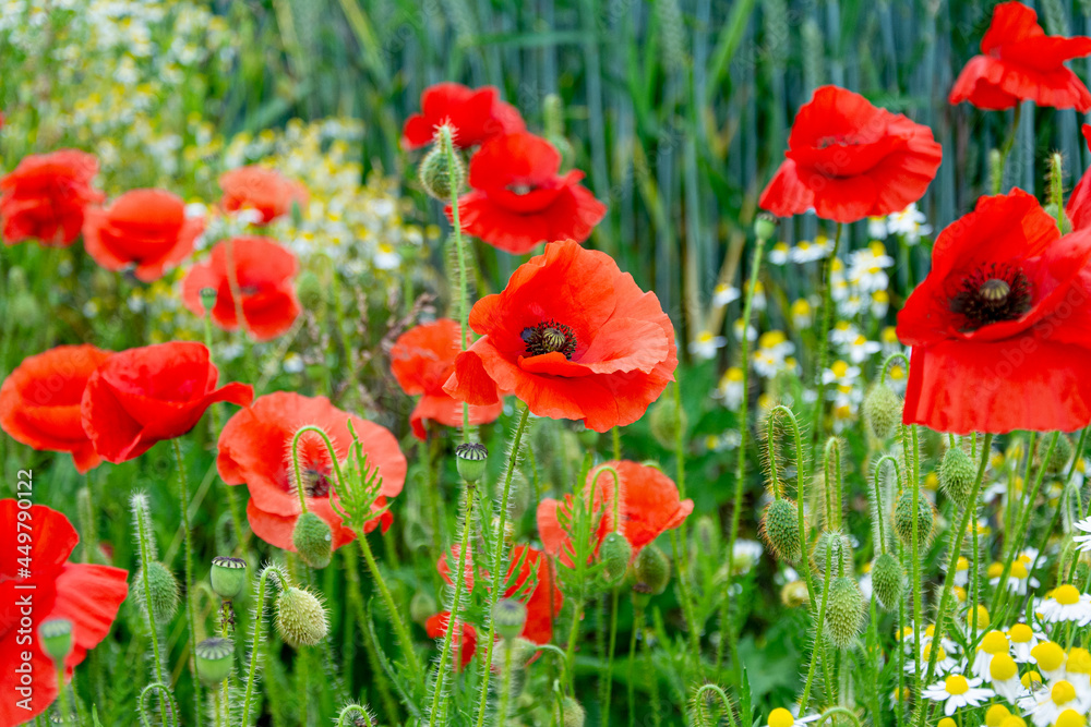 Obraz premium Coquelicots en bord de route