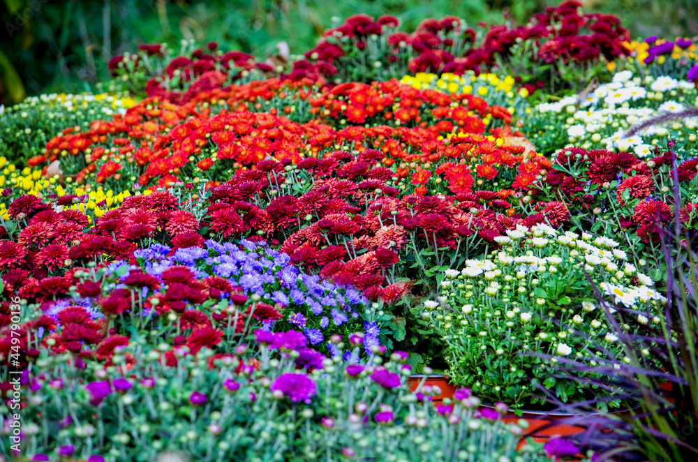 Colorful fall mums in a colorful garden