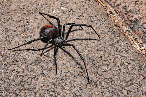 a close up of a redback spider on ground